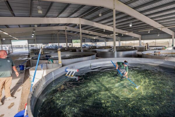 Inside pools at the Coursey Springs Fish Hatchery