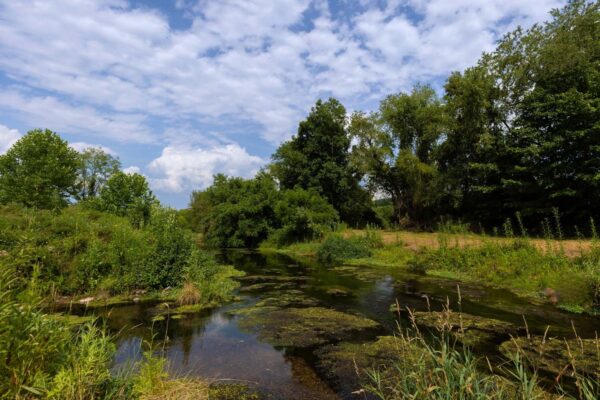 Spring run access at the coursey springs fish hatchery. Shows a SPring surrounded by green shrubbery.