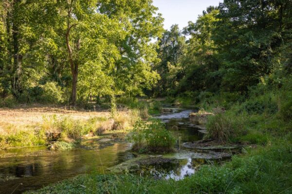 Spring run access at sunset, showing the streaming running through green vegetation.