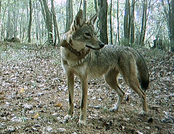 Coyote standing in a deciduous forest wearing a leather GPS radio collar as part of the research study.