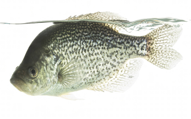 Catching loads of black Crappie in the shallows - Spring Crappie