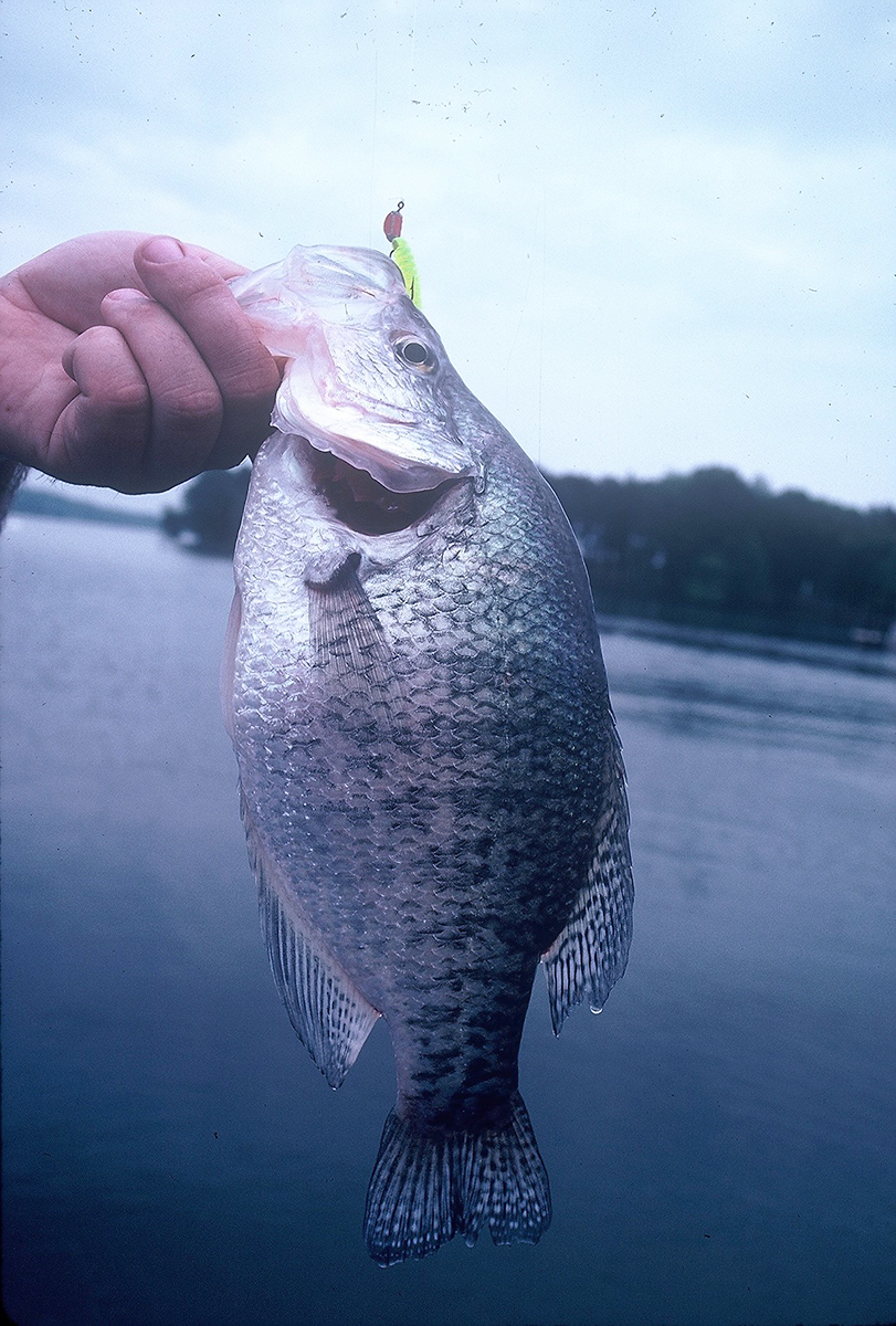 white Crappie on a jig and bobber - Crappie fishing 