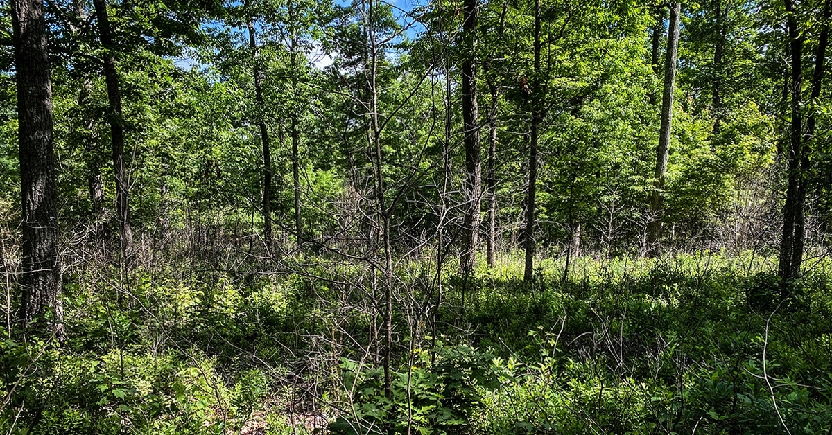 An image of a forest with copious groundcover; this is maintained by prescribed burns preventing a single species from becoming dominant in a region
