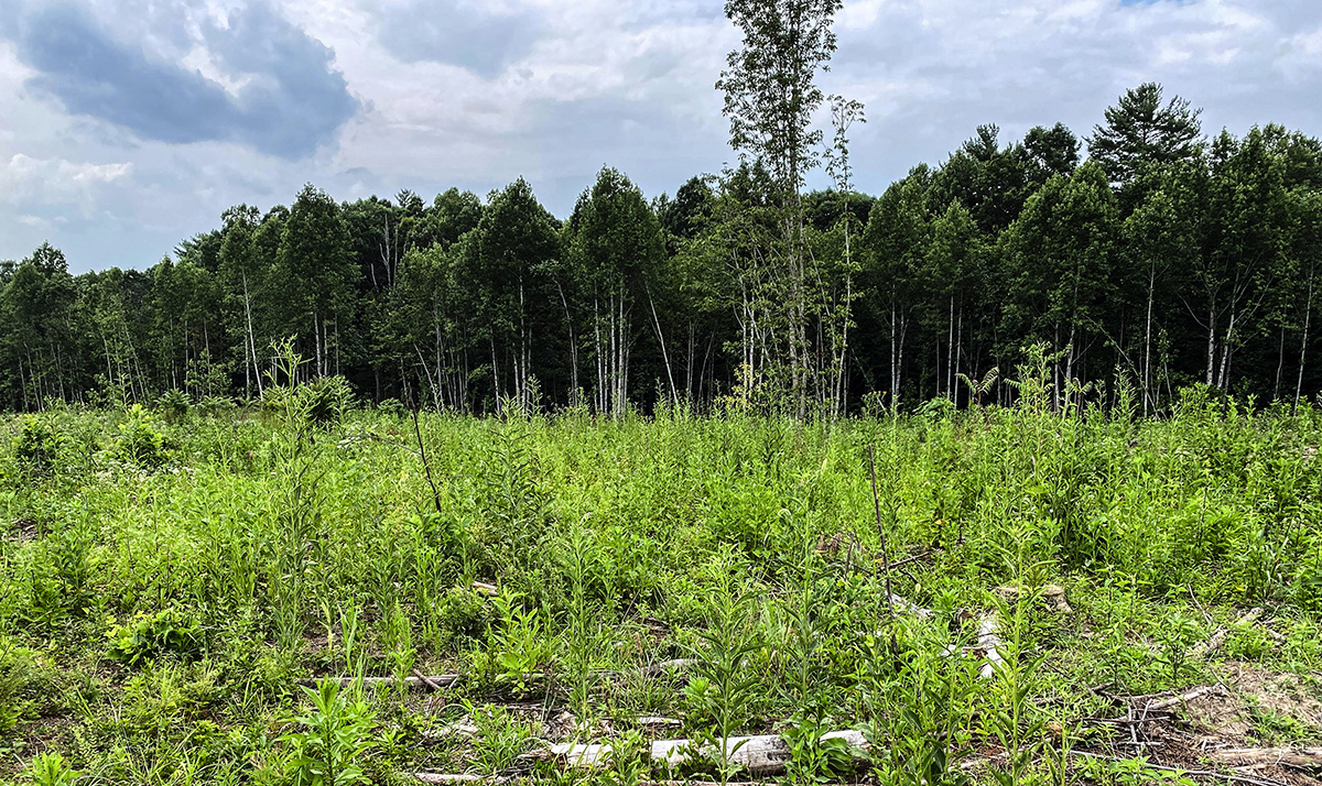An image of a pine stand that was clear-cut to produce successional habitat for deer to forage within