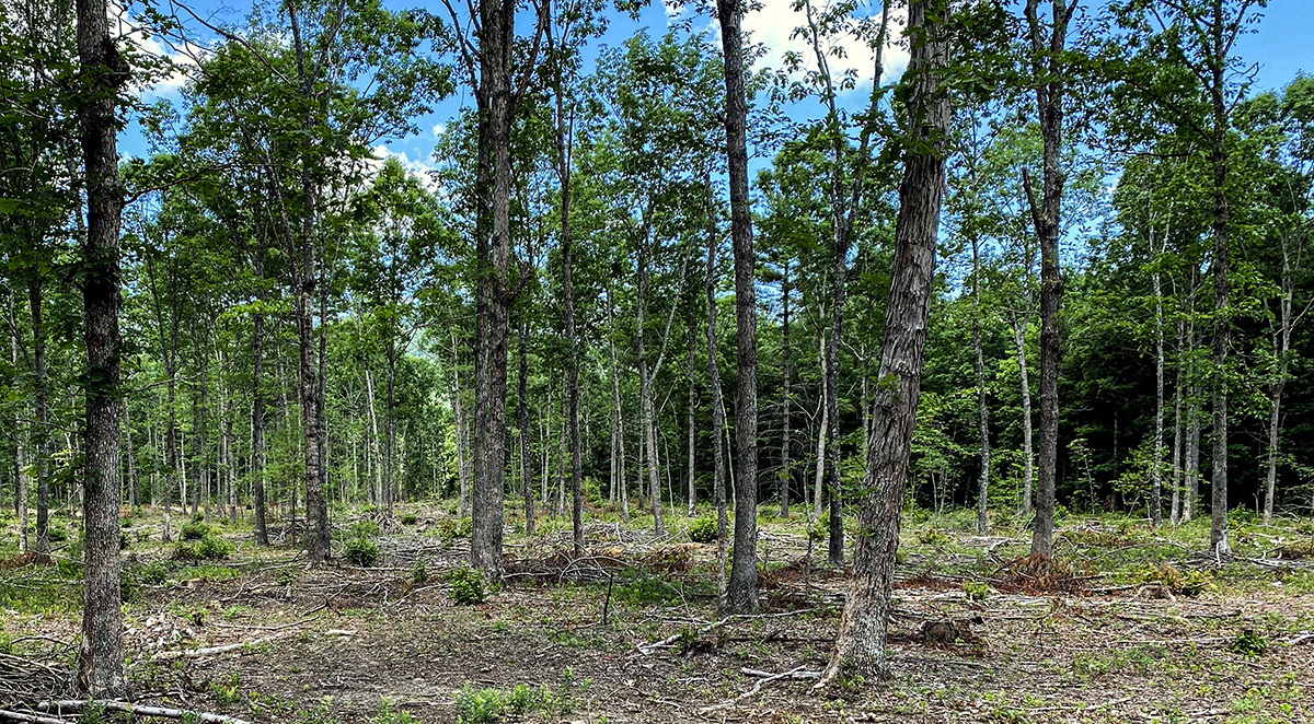 An image of a closed canopy forest that was thinned to allow for the growth of groundcover