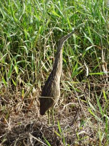 An image of an American bittern in the marsh grass