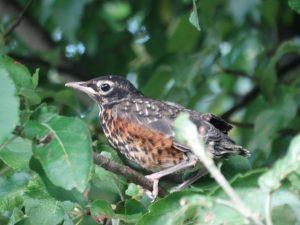 An image of a young still spotted robin fledgling
