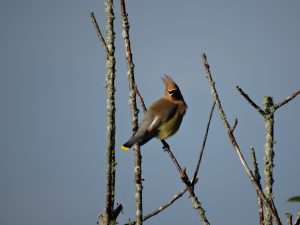 An image of a cedar waxwing on a branch
