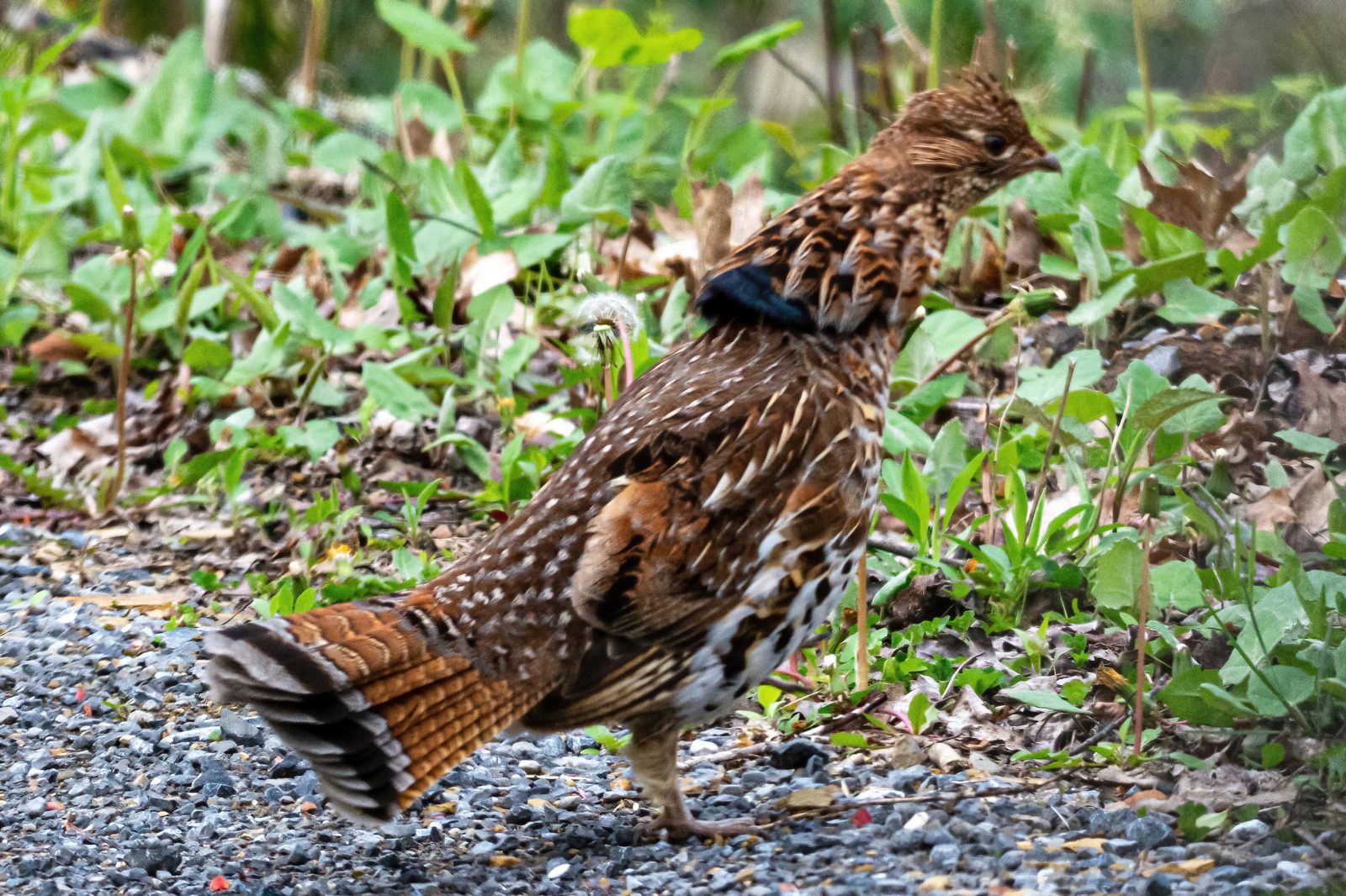 An image of a ruffed grouse in the road