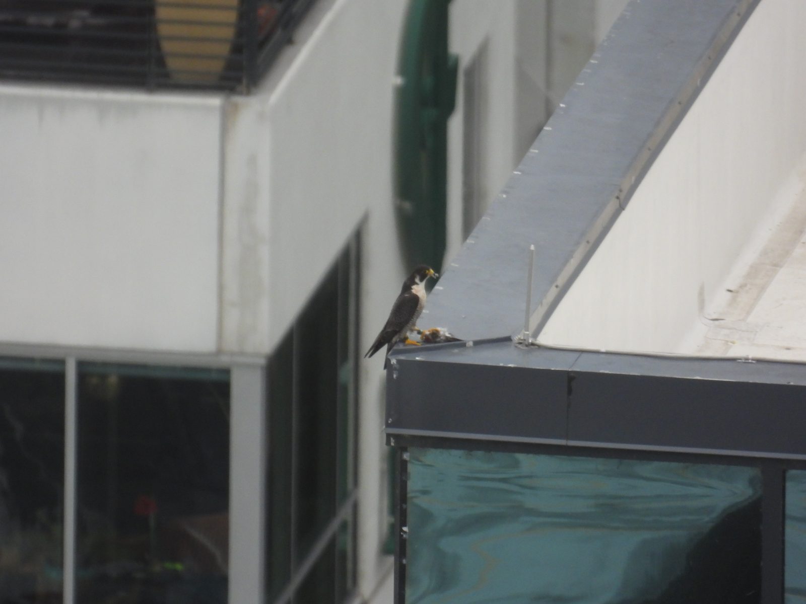 Adult male delivers a prey item to White atop the roof of the William Mullen's building.