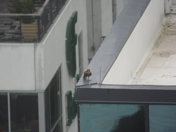 White, perched atop the roof of the William Mullen's building.