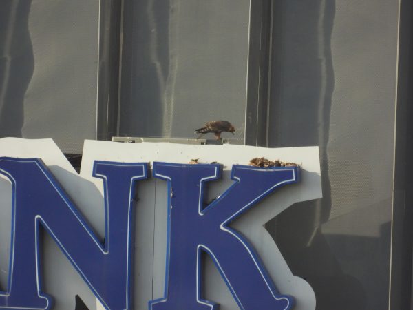 Blue examines a pile of cached prey items atop the Towne Bank sign.