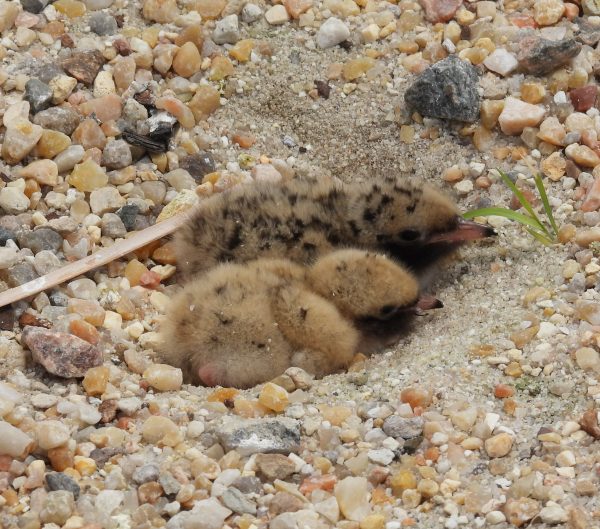 Common tern chicks displaying considerable variation in color and pattern. 
