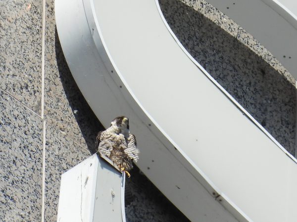 An image of a peregrine falcon chick on the "S" of the suntrust building