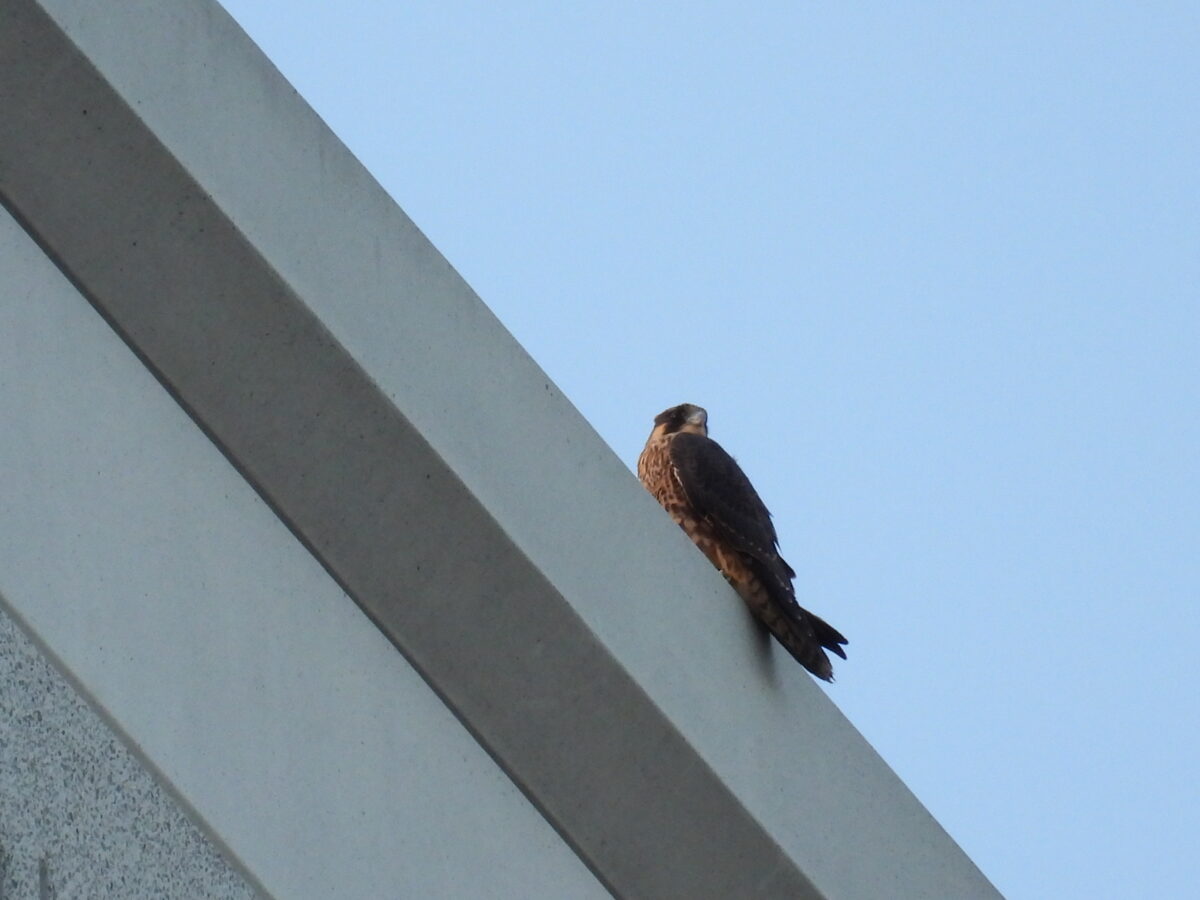 Unidentified juvenile on top of Williams Mullen building