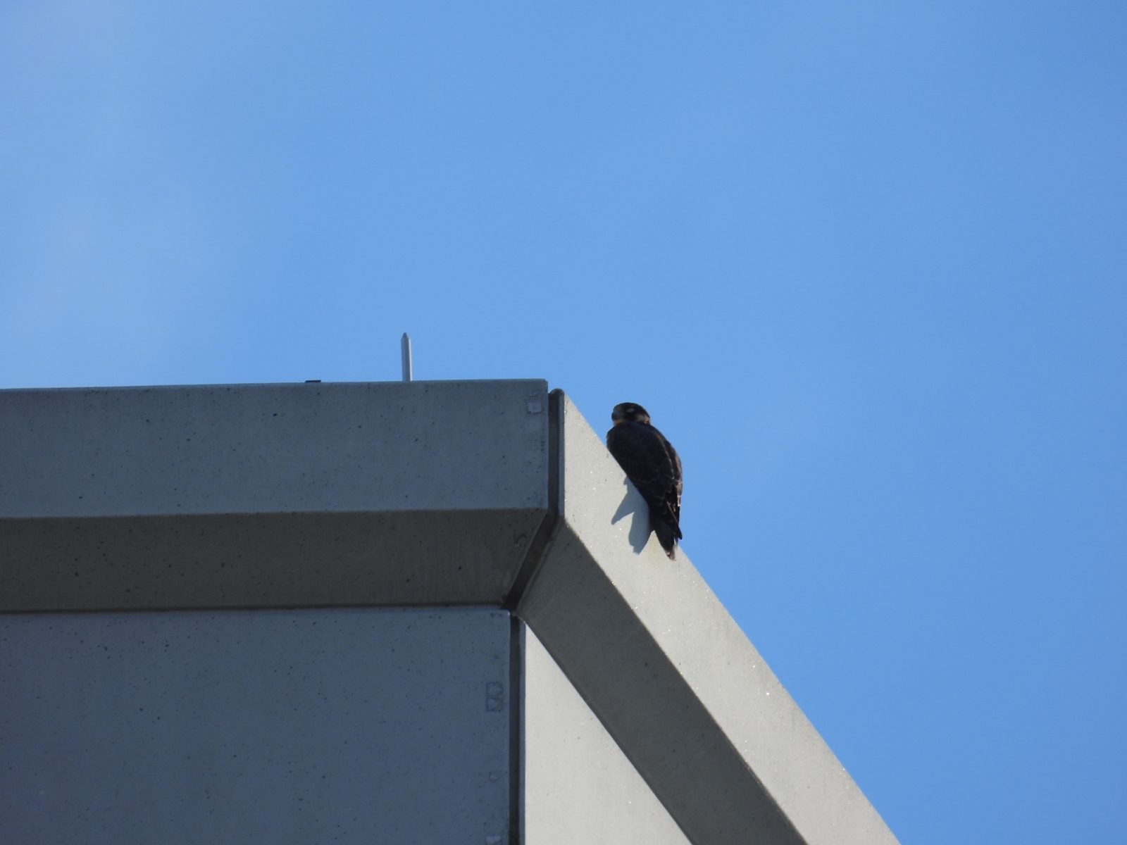 Juvenile male (blue) perched atop the Williams Mullen building