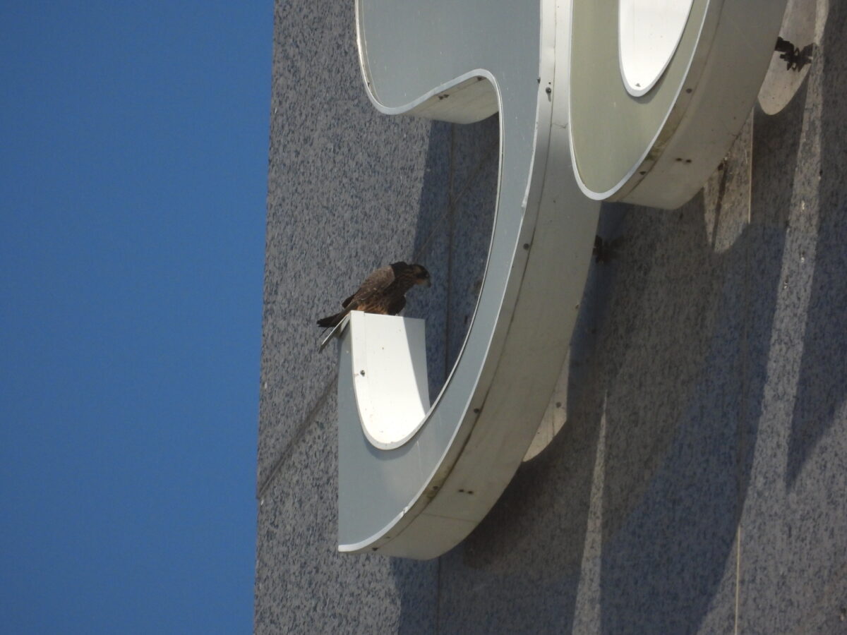 An image of Yellow the peregrine falcon perched upon the S of a "SunTrust" sign