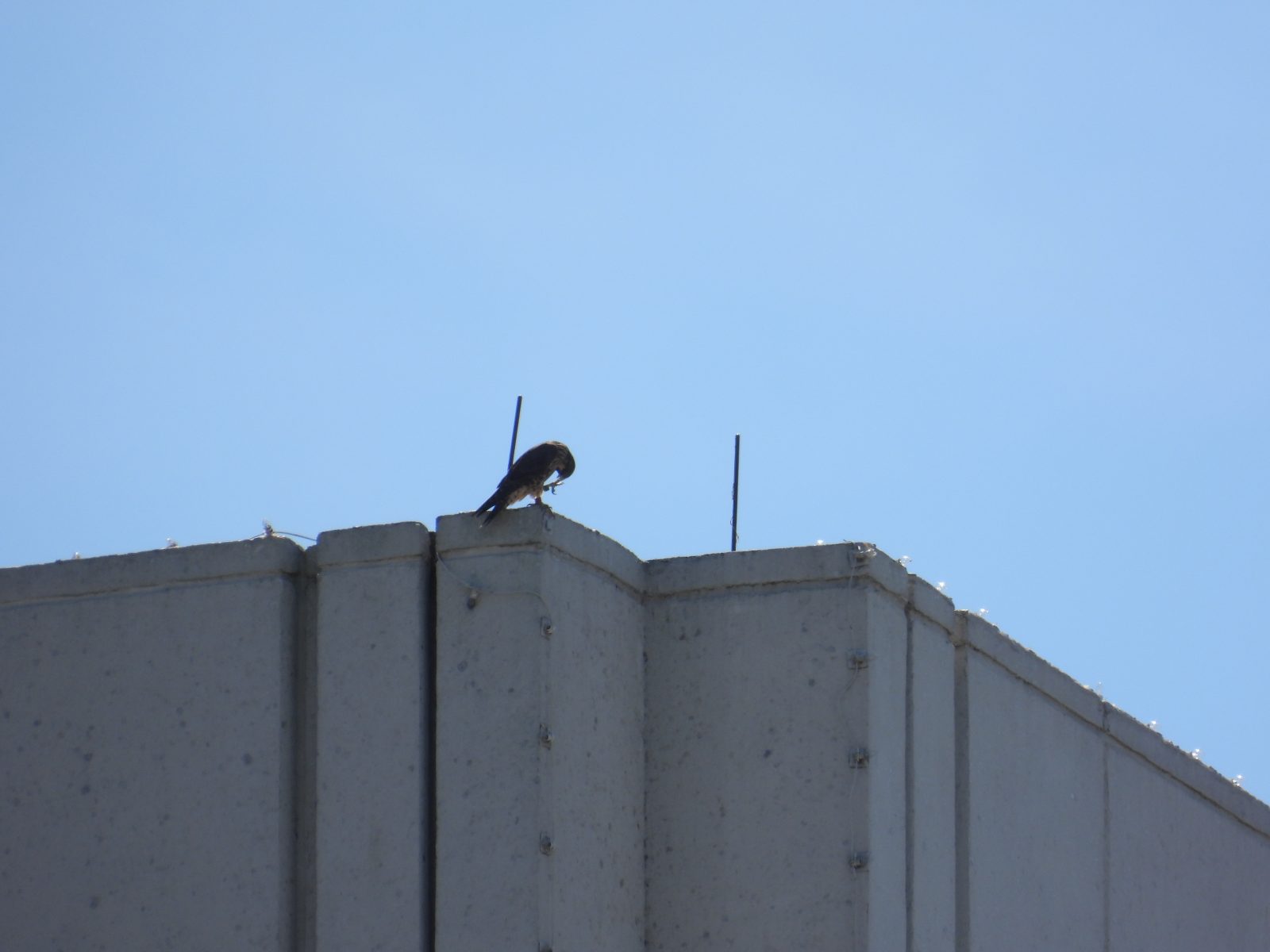 'Red' shortly after feeding on a prey item atop the Bank of America building.