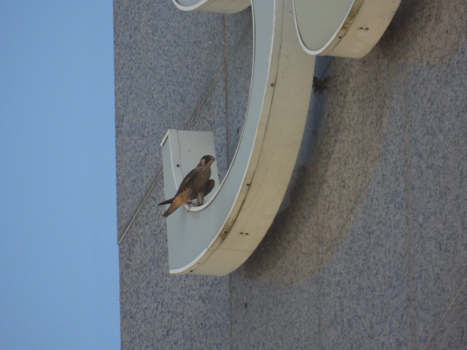 'Blue' perched on one of the SunTrust signs after he displaced an adult from the same location.