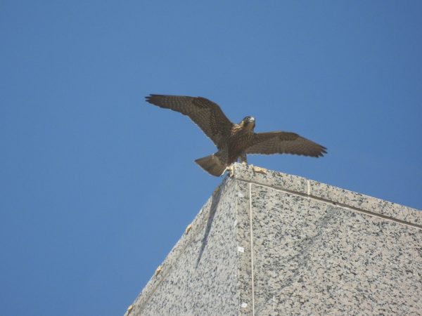 juvenile female Peregrine Falcon perched atop the SunTrust building (two blocks to the north of the nest box location at the Riverfront Plaza building). Photo by Jessica Ruthenberg.