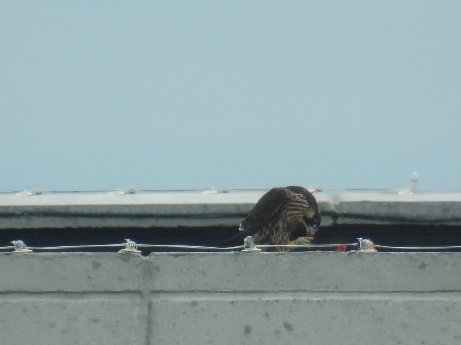'Yellow' feeding atop the Bank of America building.