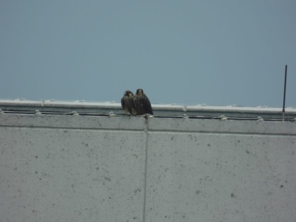 Two juvenile falcons perched atop the Bank of America building.