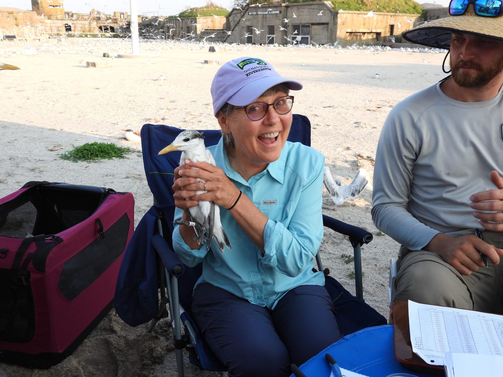 Deputy Secretary of Natural Resources, Ann Jennings, with a banded royal tern chick. 