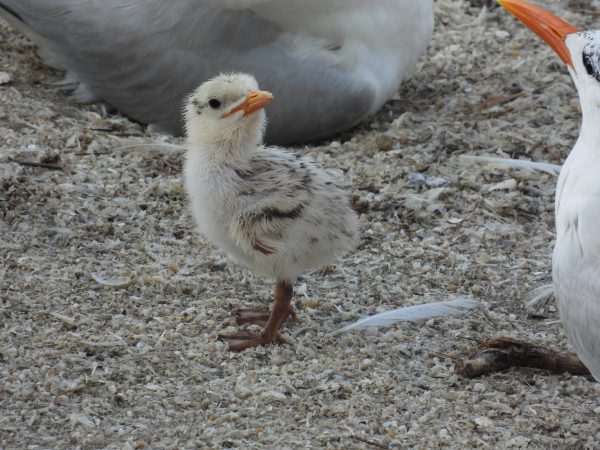 A royal tern chick stands on the Ft. Wool parade ground. 