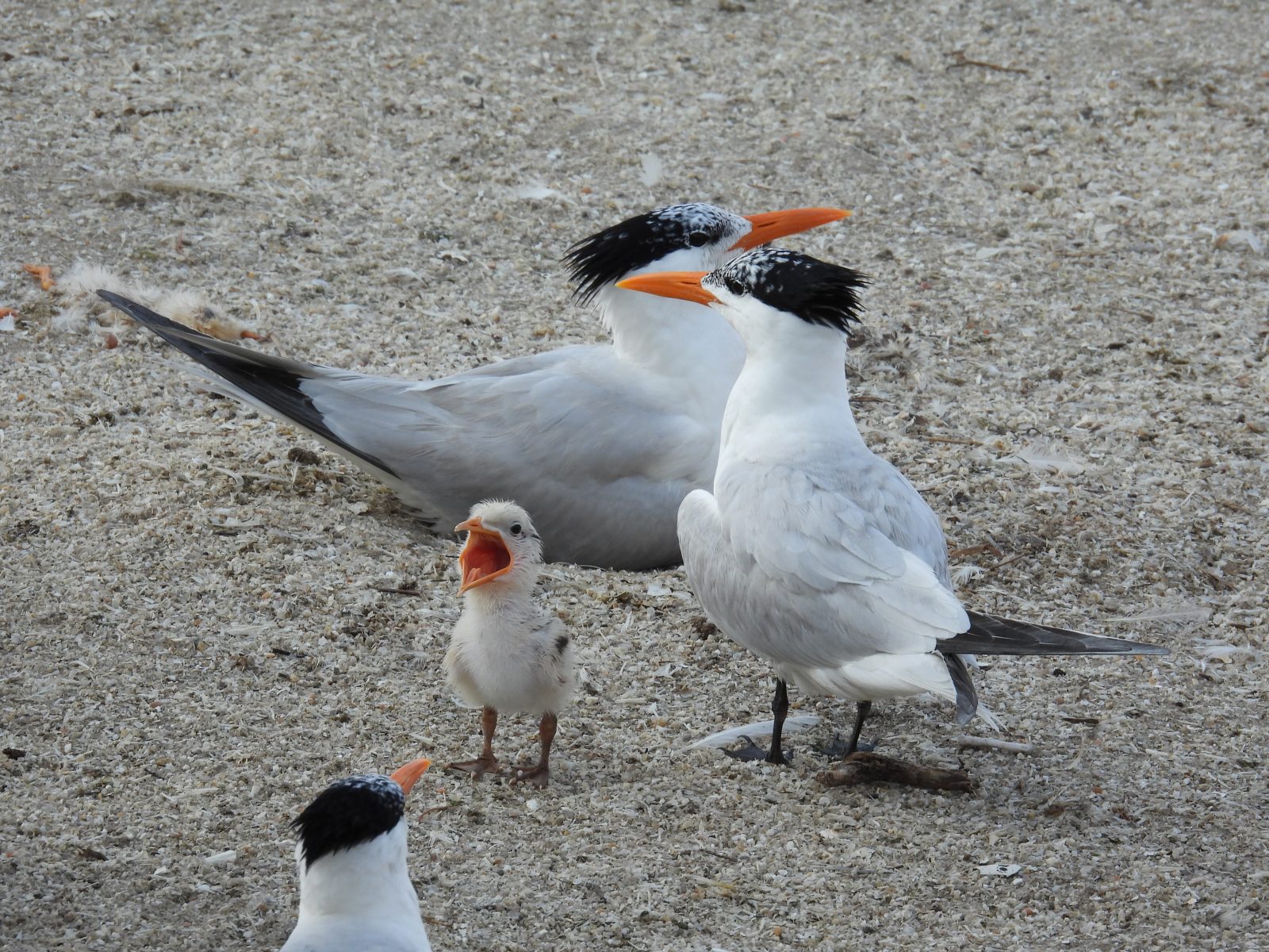 Royal tern chick vocalizing within the Crèche. 