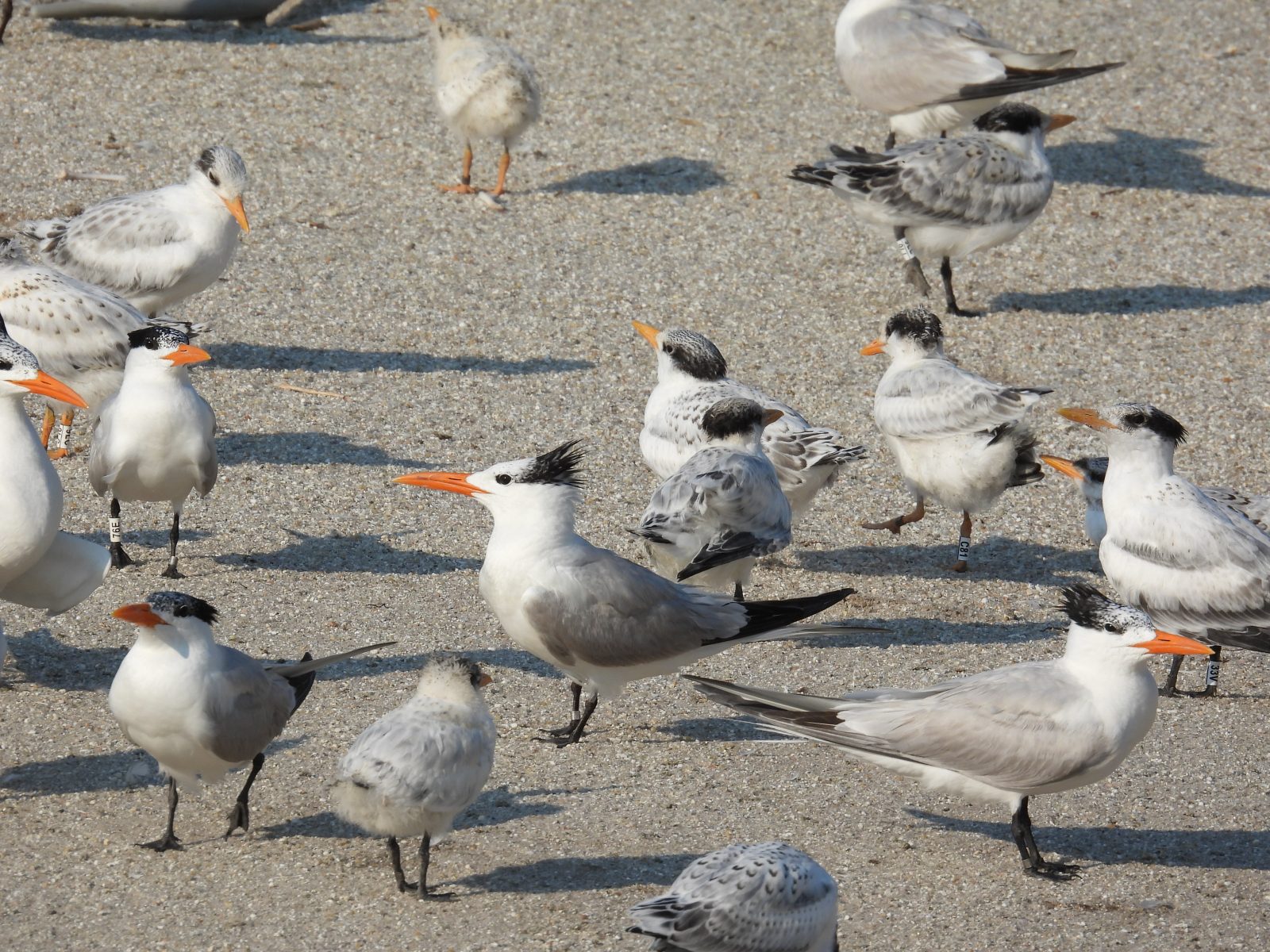 Royal tern chicks returning to the crèche after being banded. 