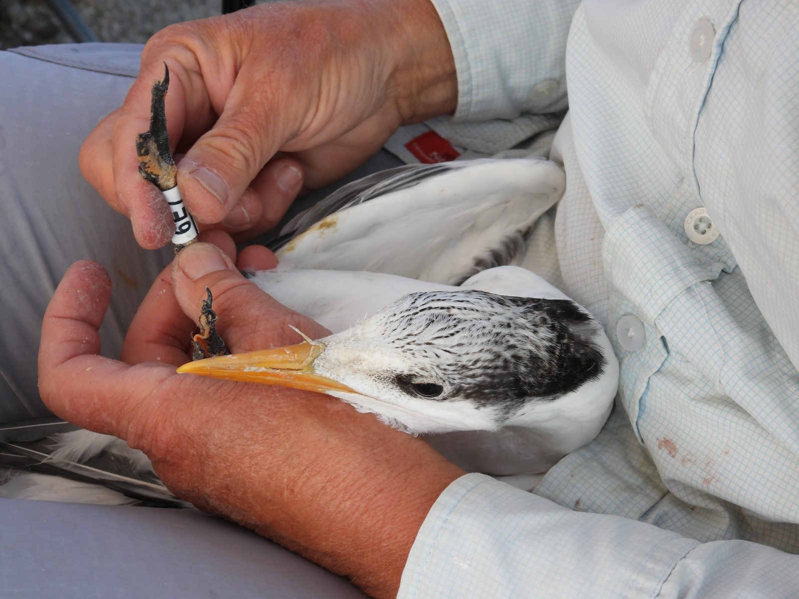 Royal tern chick in the process of having a band affixed to its leg. 