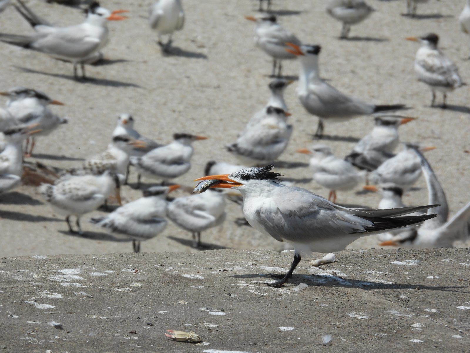 An adult royal tern with prey surveying the colony of birds below.