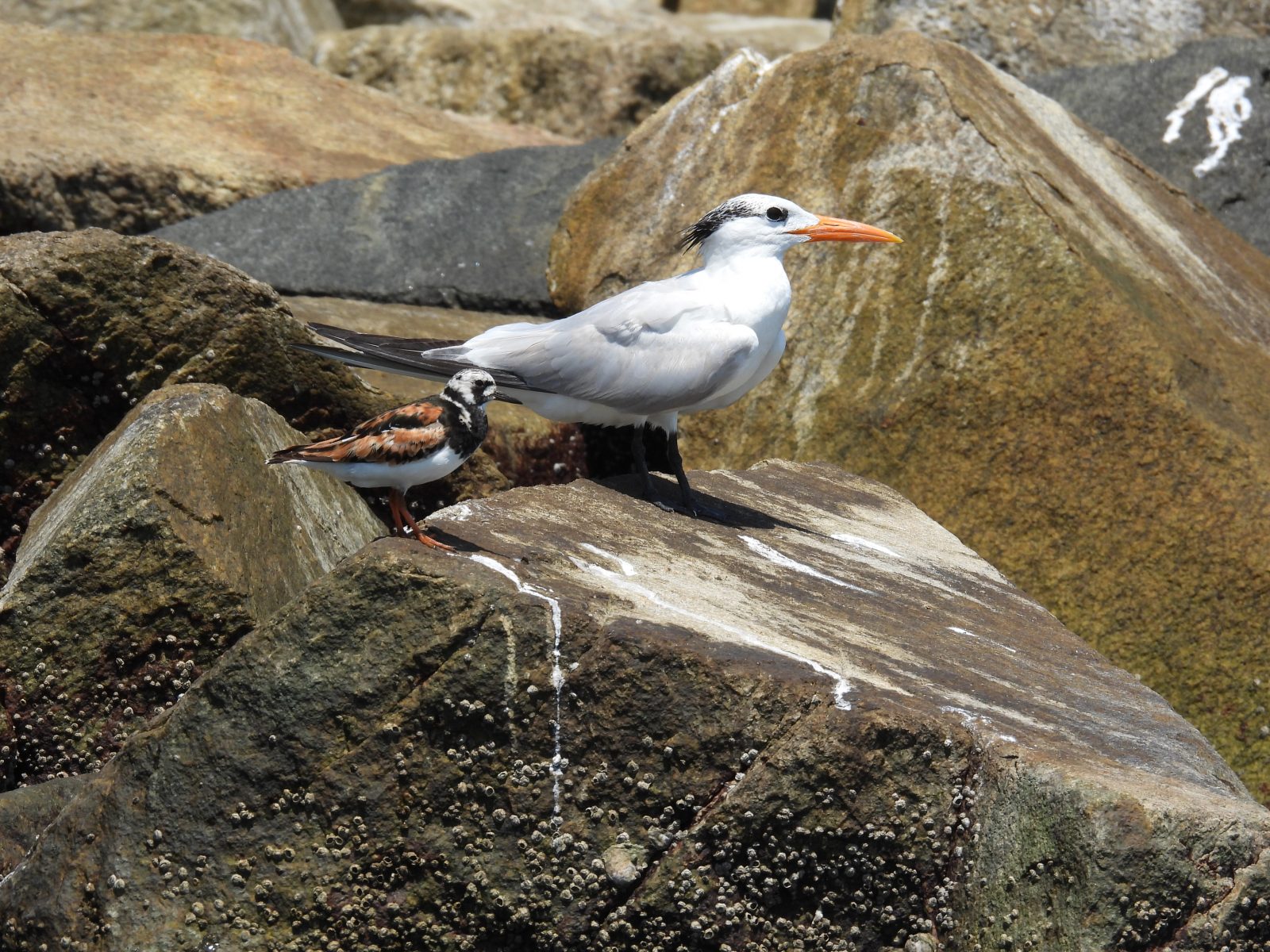 A royal tern and a ruddy turnstone share a perch amongst the Ft. Wool riprap.