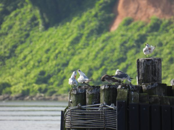 Royal terns and laughing gulls loafing on pilings in Williamsburg, Virginia.