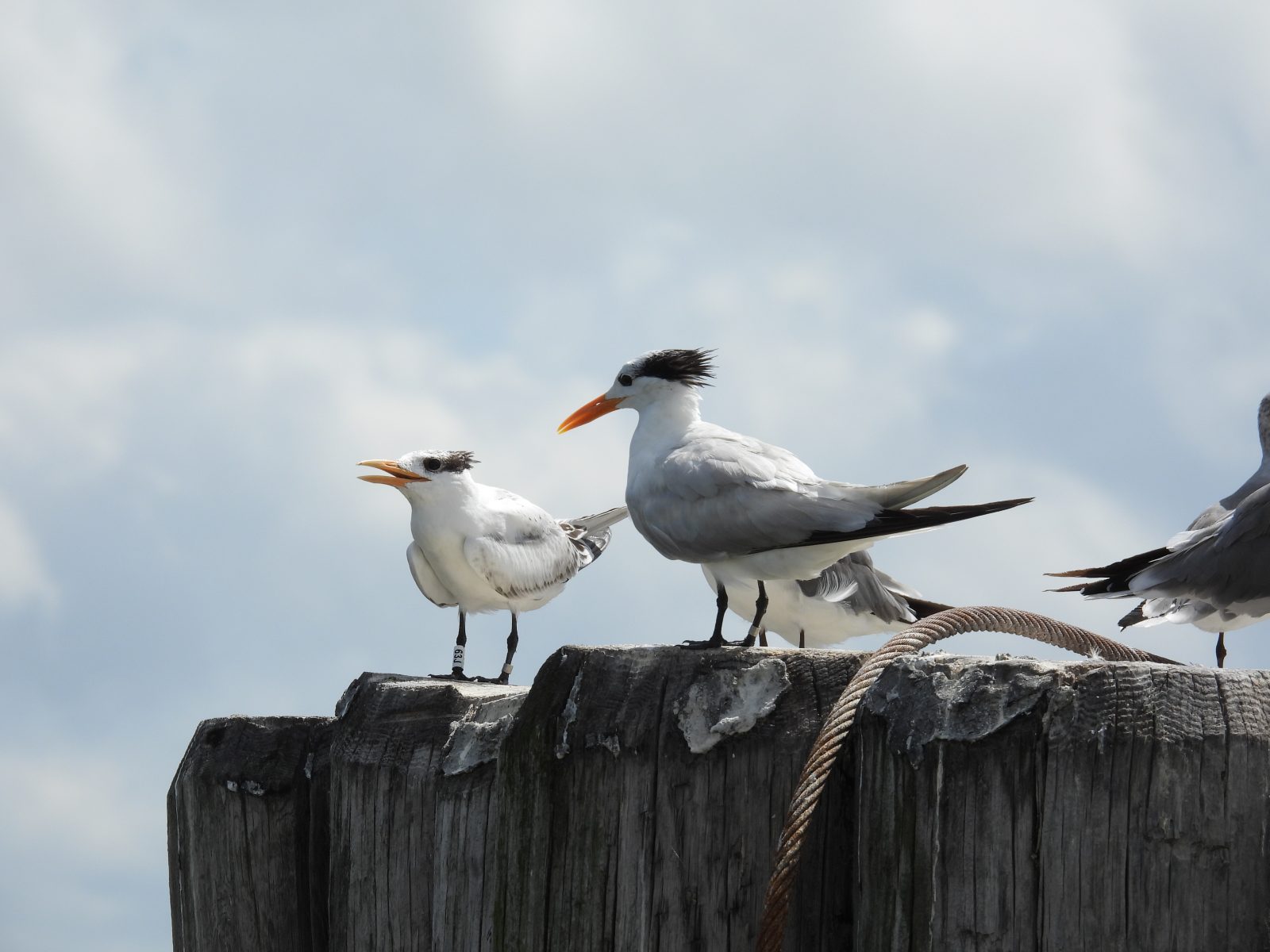 A 2021-banded royal tern fledgling (left) perches on a piling, One of the parents (right) stands with it and was observed feeding this fledgling just before this photo was taken.