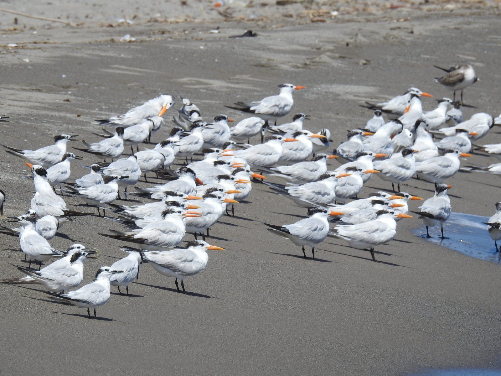 A juvenile royal tern with a field readable band (banded in 2020 on Ft. Wool) can be seen amongst a flock of sandwich and royal royal terns near the mouth of the Cangrejal River in Honduras.