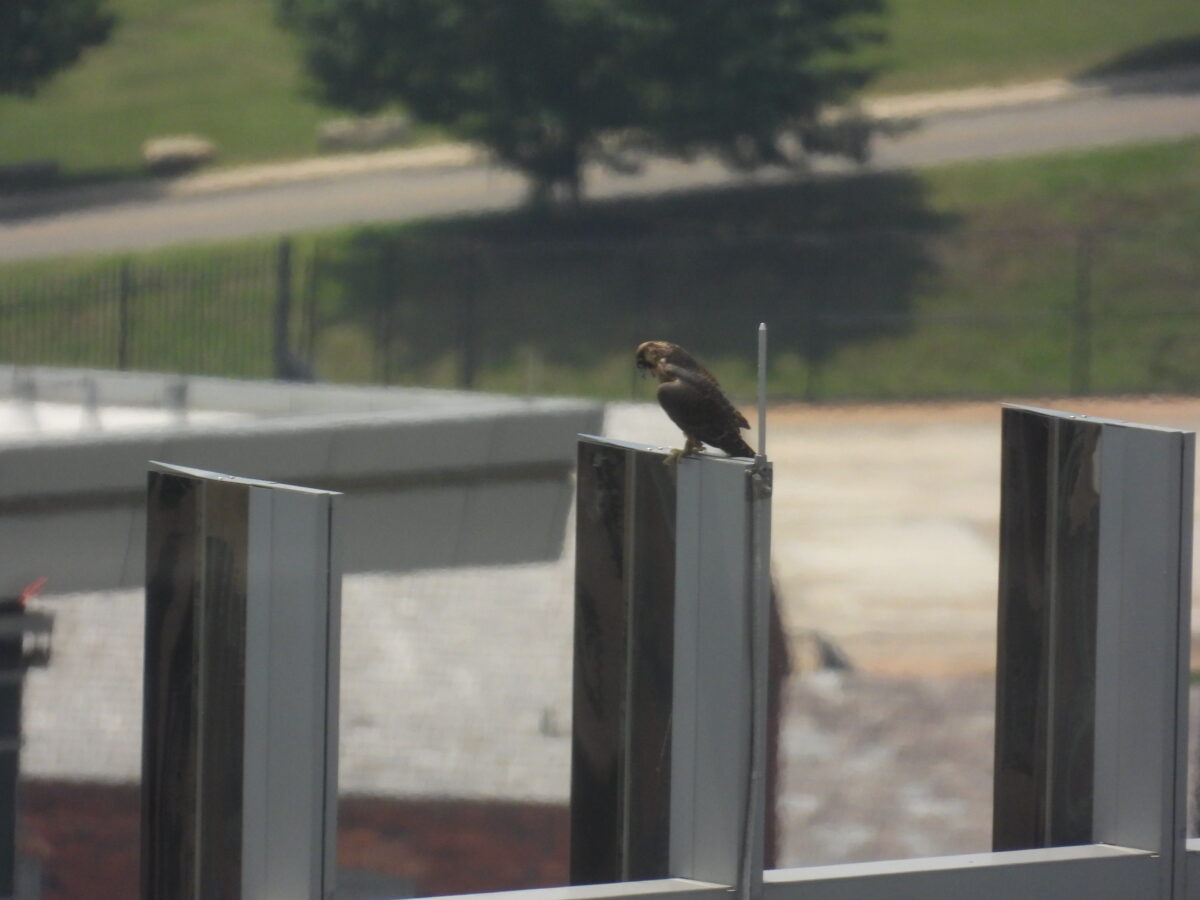Red, perched atop the Towne Bank roof