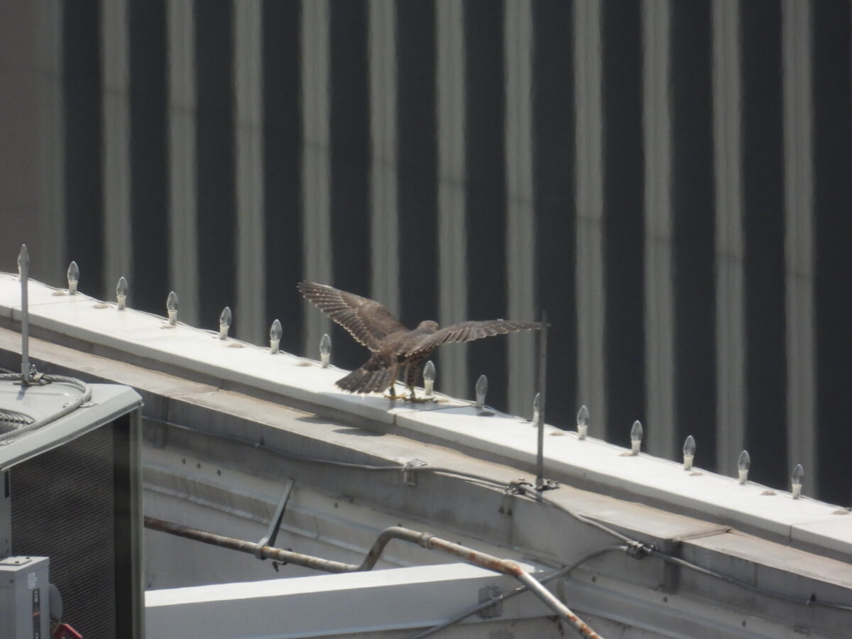 White stretches his wings atop the HCA building.