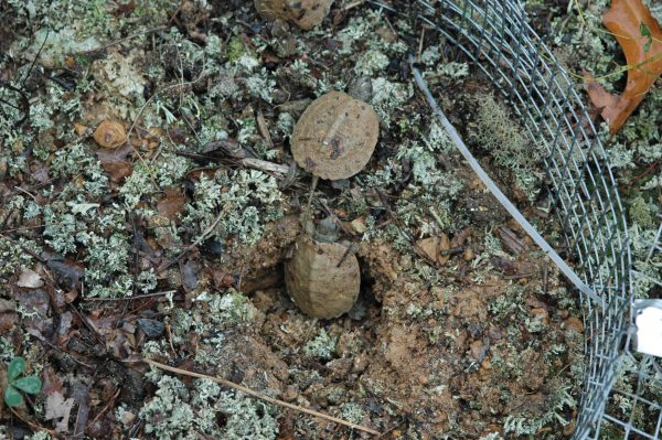 An image of two wood turtles hatching inside a protected mesh container that surrounds their nesting site