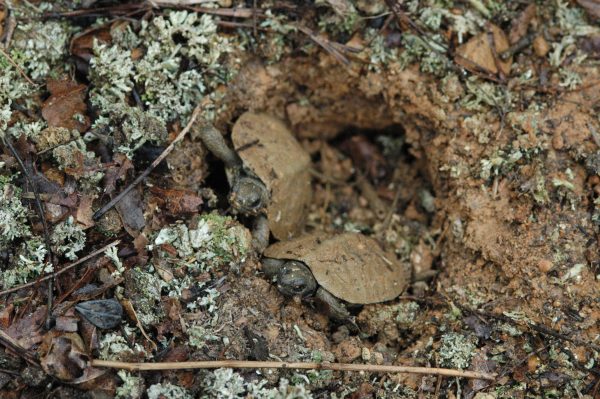An image of two small wood turtle hatchlings emerging from a lichen covered mud hole; they are small and brown with no yellow highlights