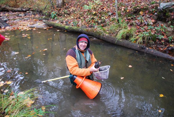 A biologist standing in a stream with a net holding a wood turtle that was captured during the study.