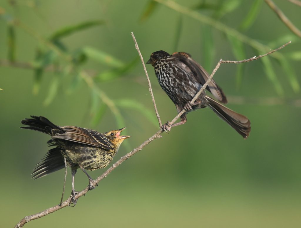 An image of two juvenile red winged blackbirds