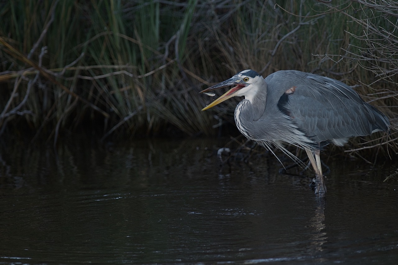 An image of a great blue heron in the water