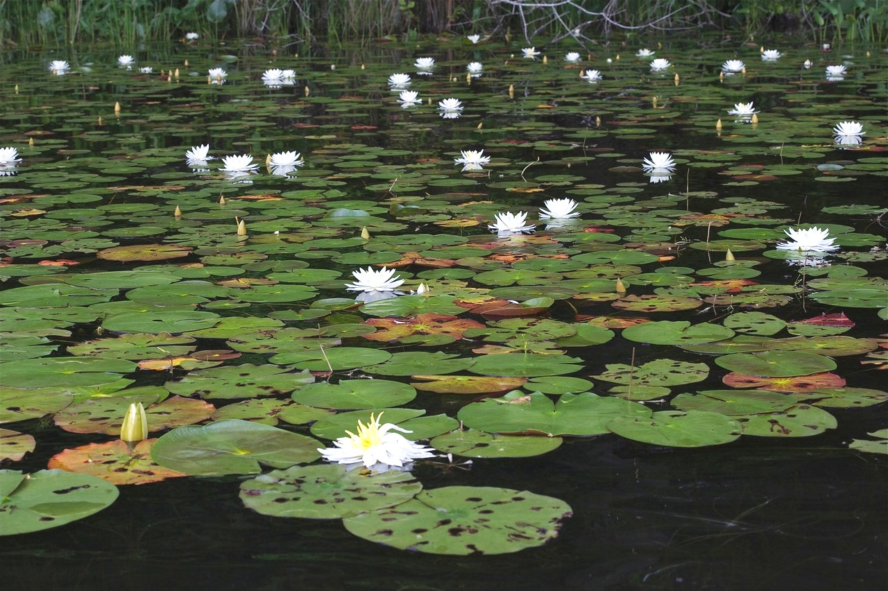 An image of a sea of lily pads as are found on the edges of the Mattaponi