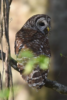 An image of a barred owl holding a crawfish