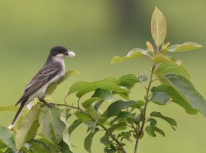 An image of an easter kingbird with food in its mouth