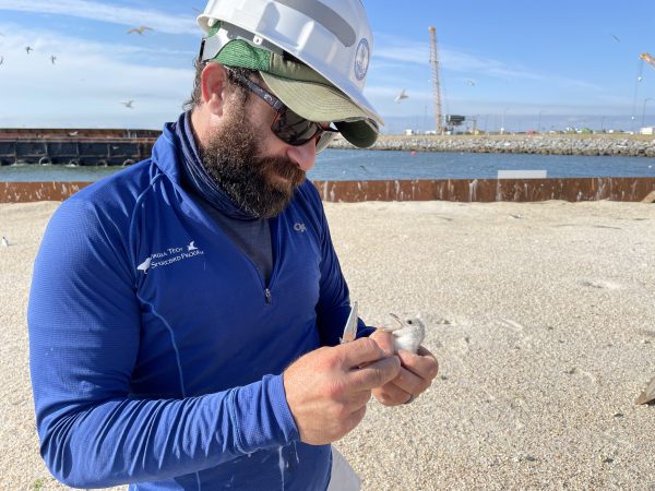 Dr. Dan Catlin bands a black skimmer chick atop one of the barges. 