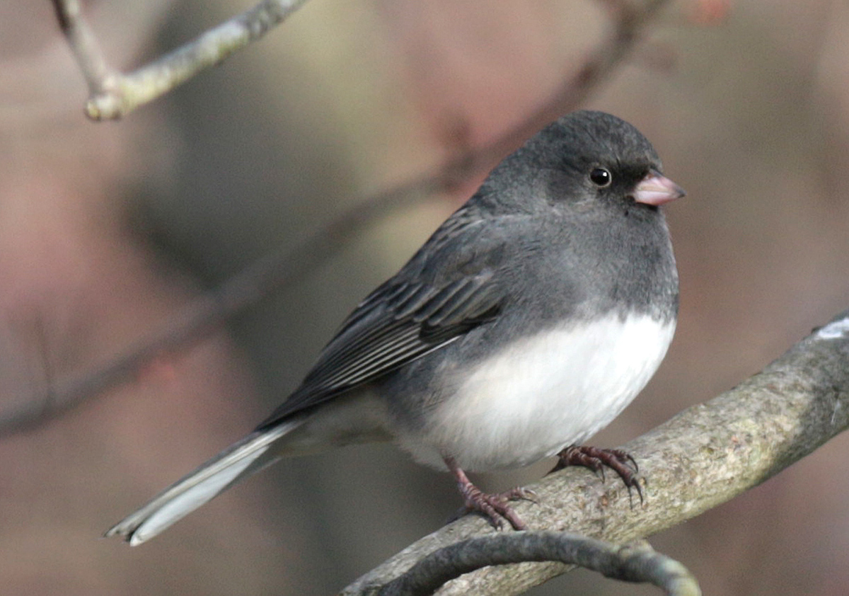An image of a small black bird with a white belly this is the Junco Sparrow