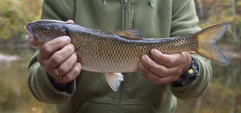 david-legg-put-time-on-the-water-for-his-fallfish-state-record