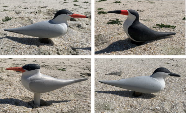 From top left to bottom right: common tern decoy, black skimmer decoy, royal tern decoy, gull-billed tern decoy.